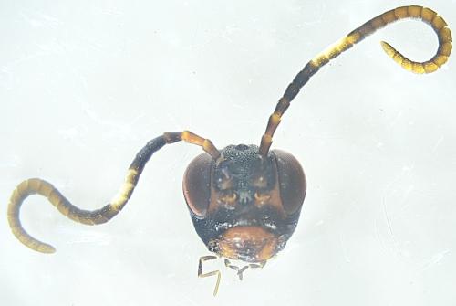 Aptesis flagitator